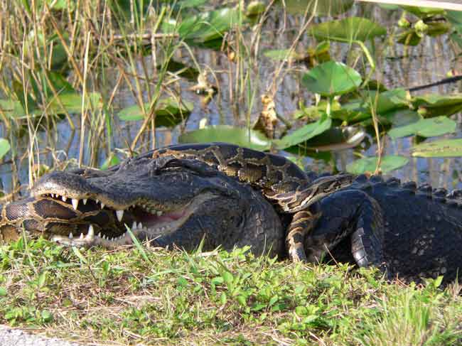 Mãng xà nguy hiểm chết người sẽ vượt qua biên giới Florida?